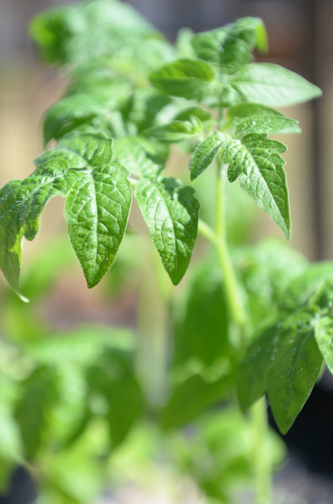 Adopt-A-Tomato